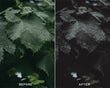 Dark Brown - Luminar NEO Presets - Presets.io