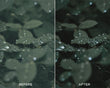Cinematic Green Preset Collection - Presets.io